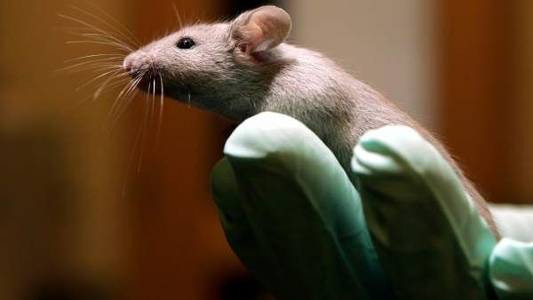老鼠被注射罪犯抗體後趨暴力