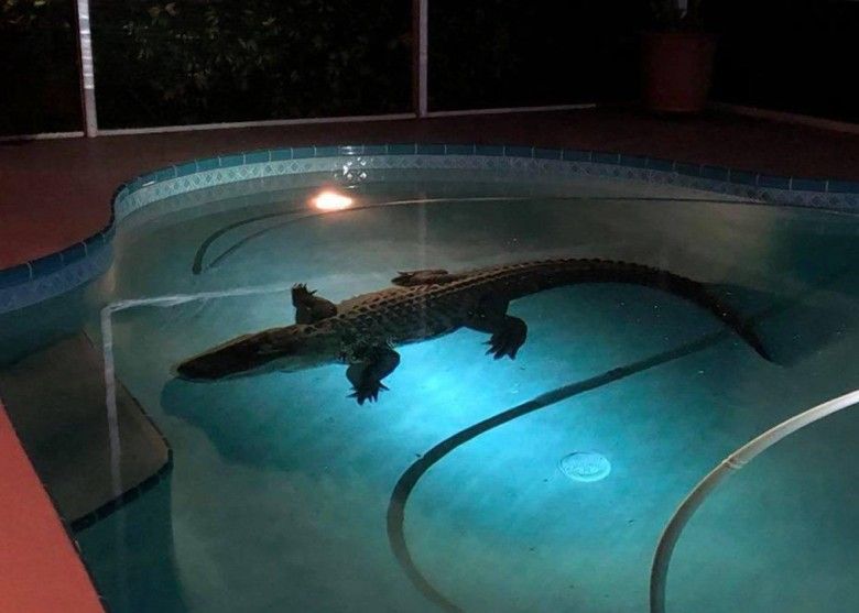 有片！​11呎巨鱷夜闖豪宅泳池游水被擒
