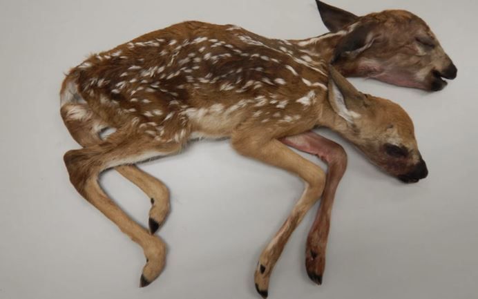 美國發現連體雙頭幼鹿遺體