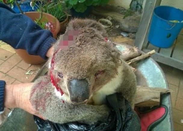 澳洲狂徒虐死樹熊割走雙耳