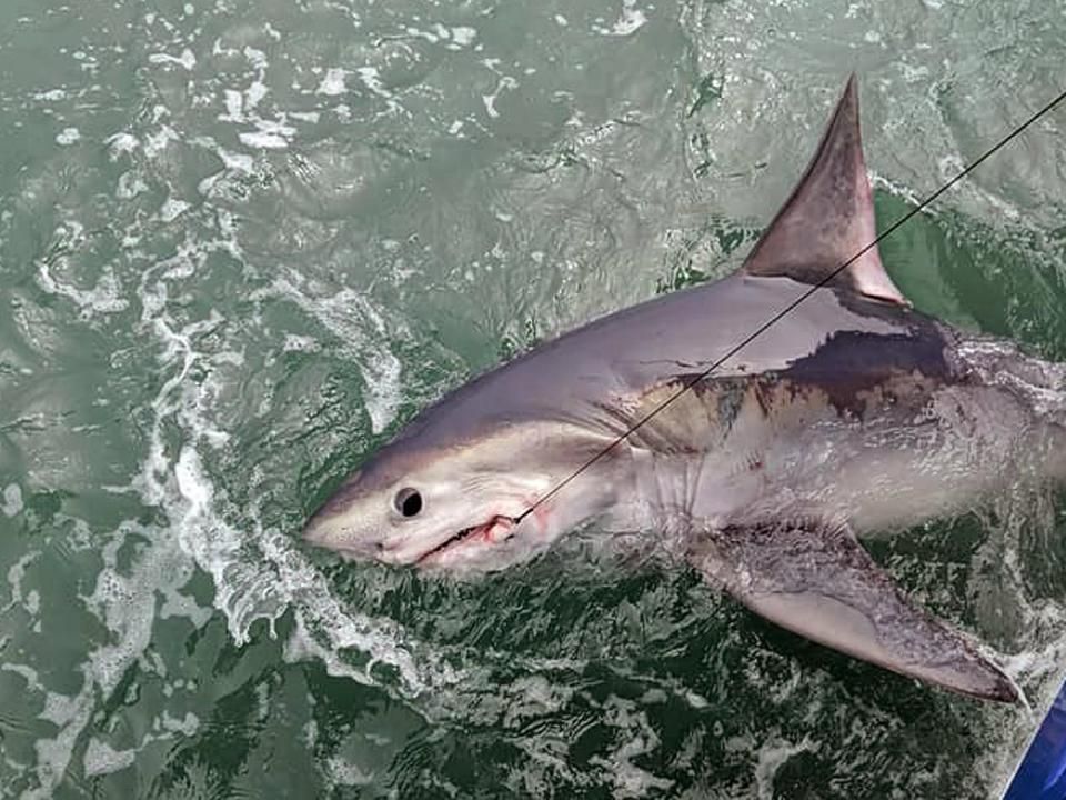 英漁民好心放生鯊魚遭反咬出10吋傷口