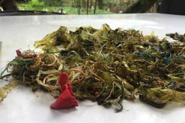 瀕危綠海龜滿肚塑膠垃圾命喪泰國
