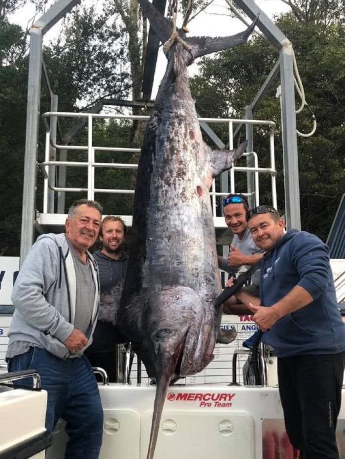澳洲漁民捕獲436公斤重劍魚
