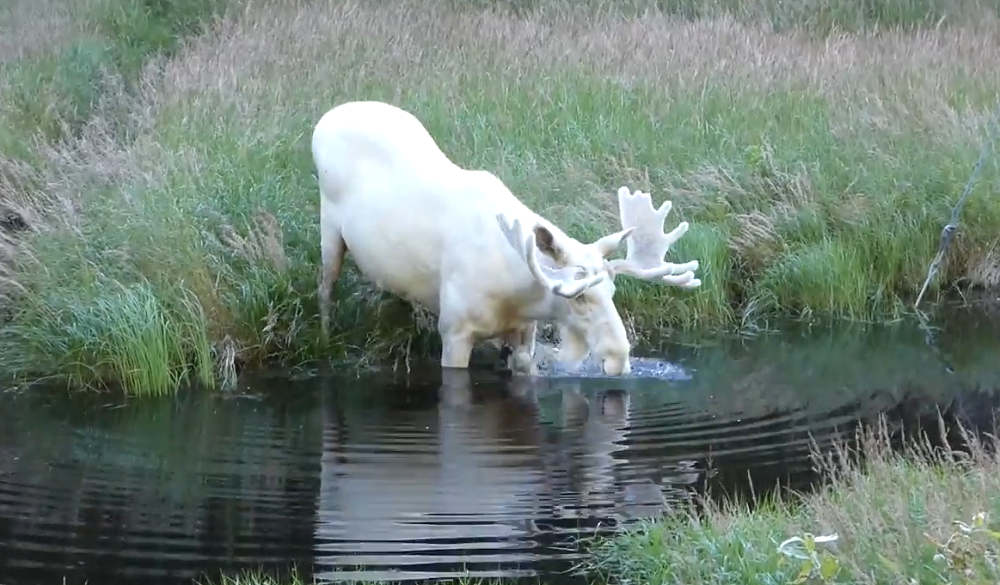 瑞典探險家遇罕有白駝鹿