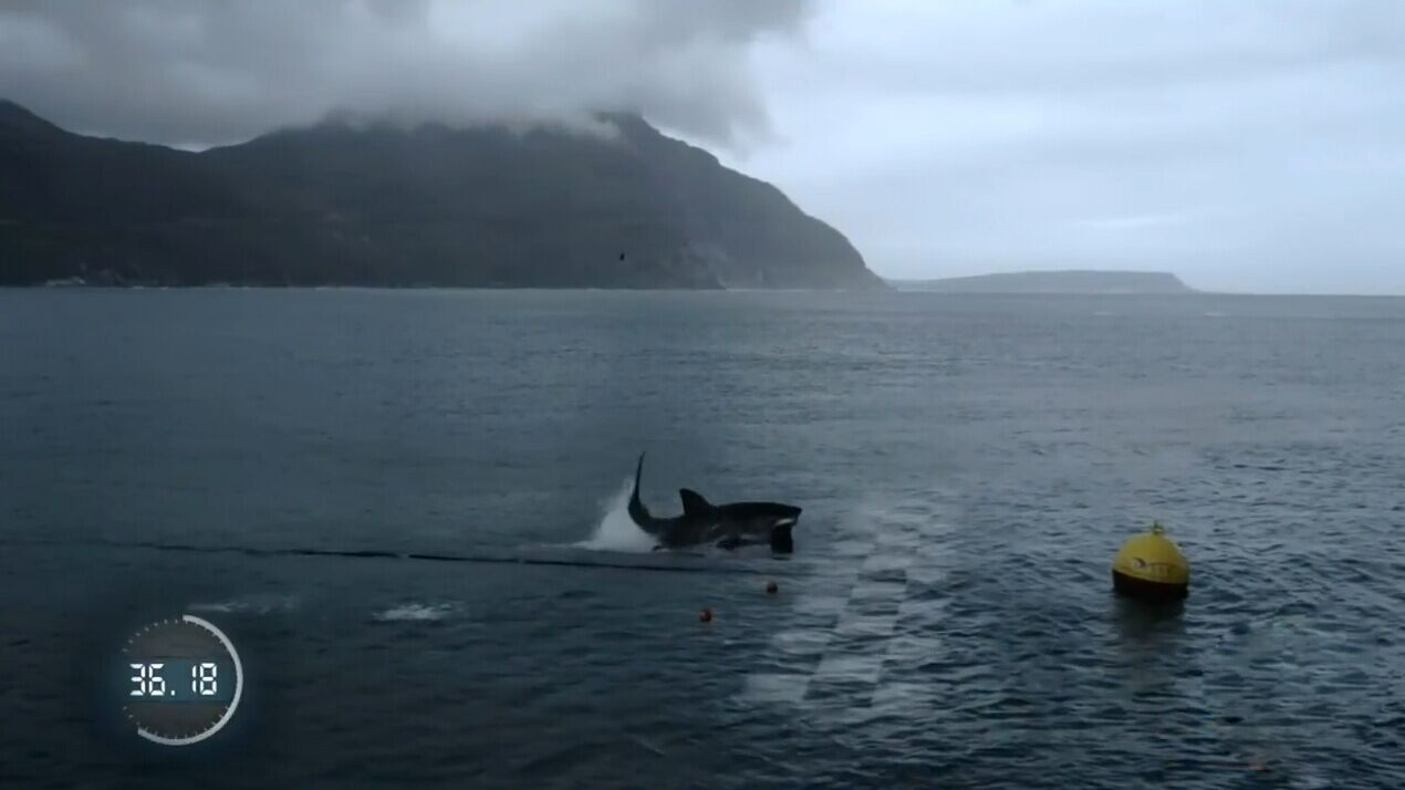 菲比斯百米泳對戰大白鯊