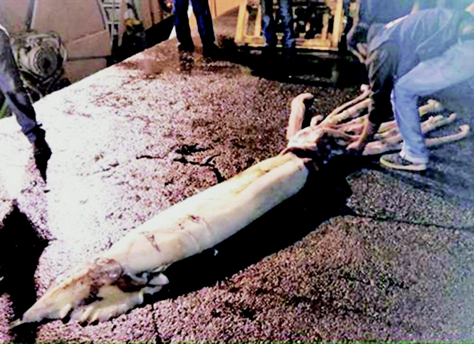 長十米重150 公斤