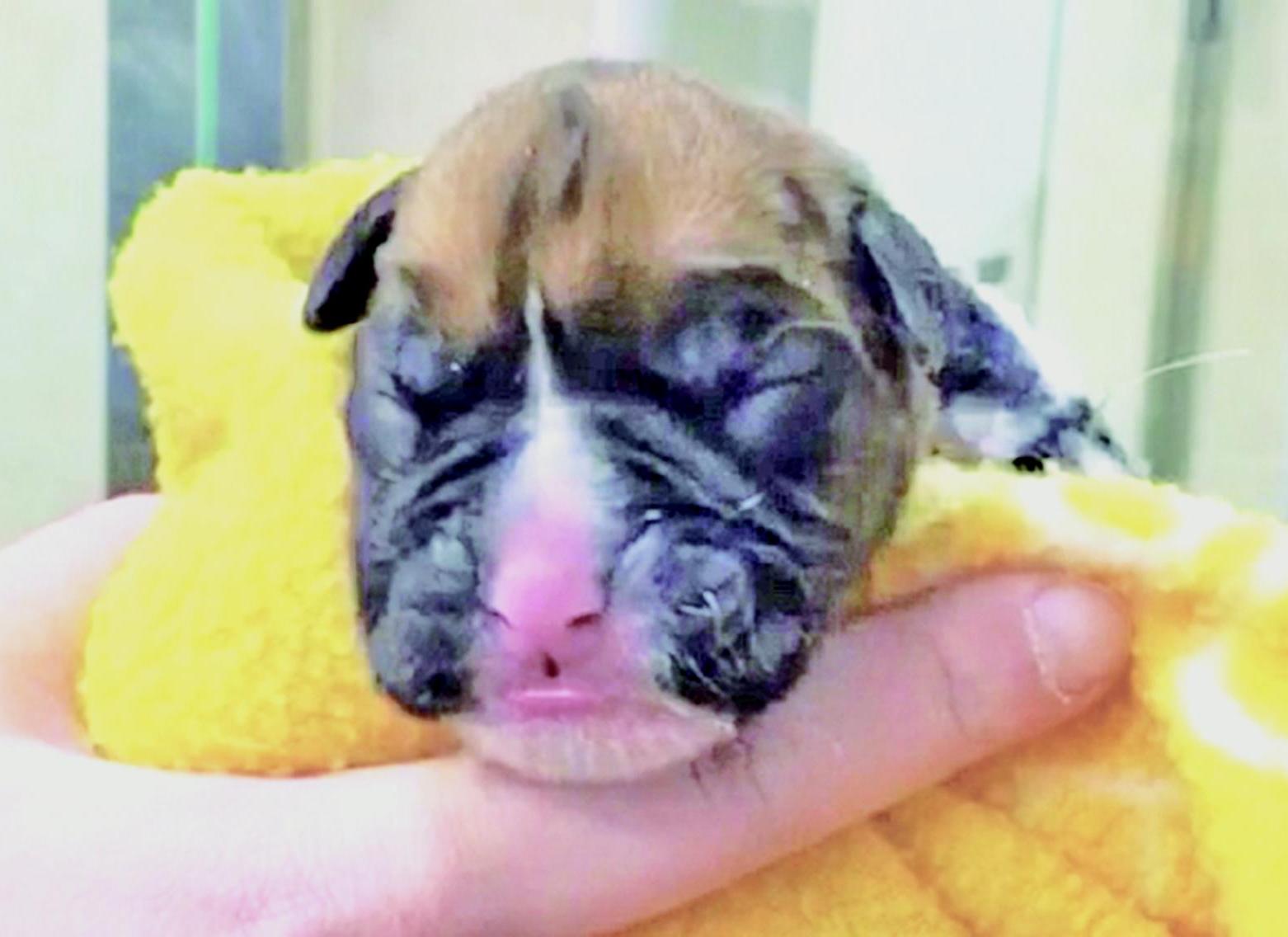 英夫婦難忍喪犬之痛