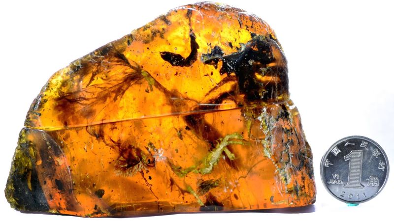 琥珀化石內首現恐龍時期古鳥類