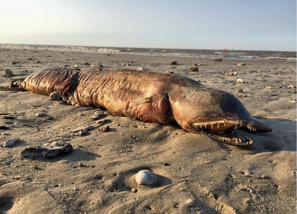 德州海灘驚現神秘生物腐屍