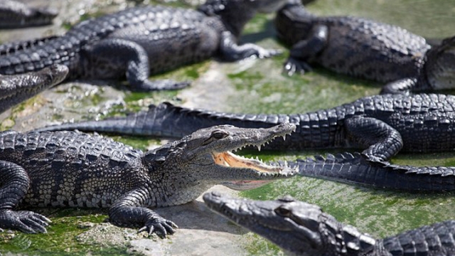 引300鱷魚來襲 居民恐成獵物