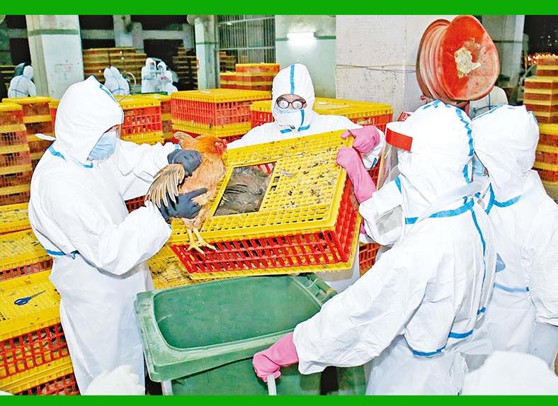 活禽恢復供澳時間未定