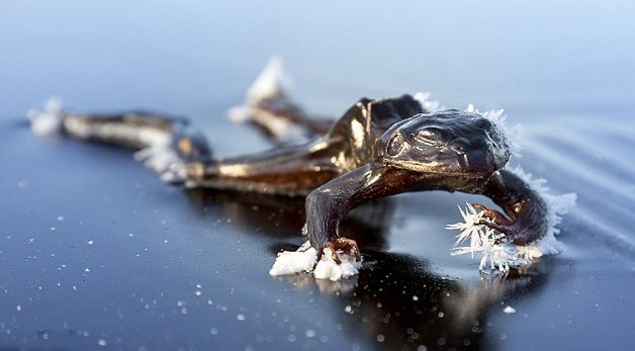 北歐魚群青蛙變冰雕