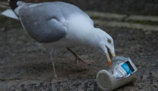 海鳥常因吞噬塑料喪命