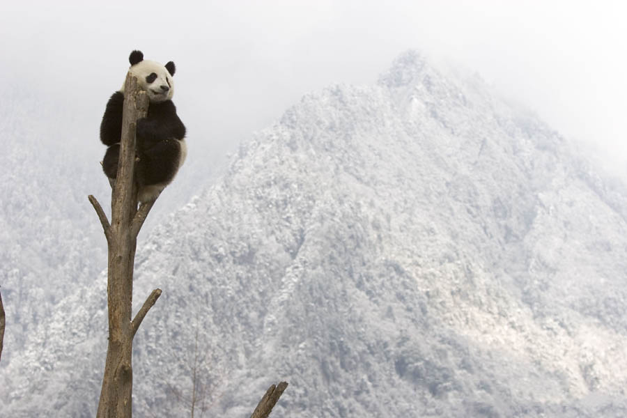 大熊貓不再列為「瀕危」