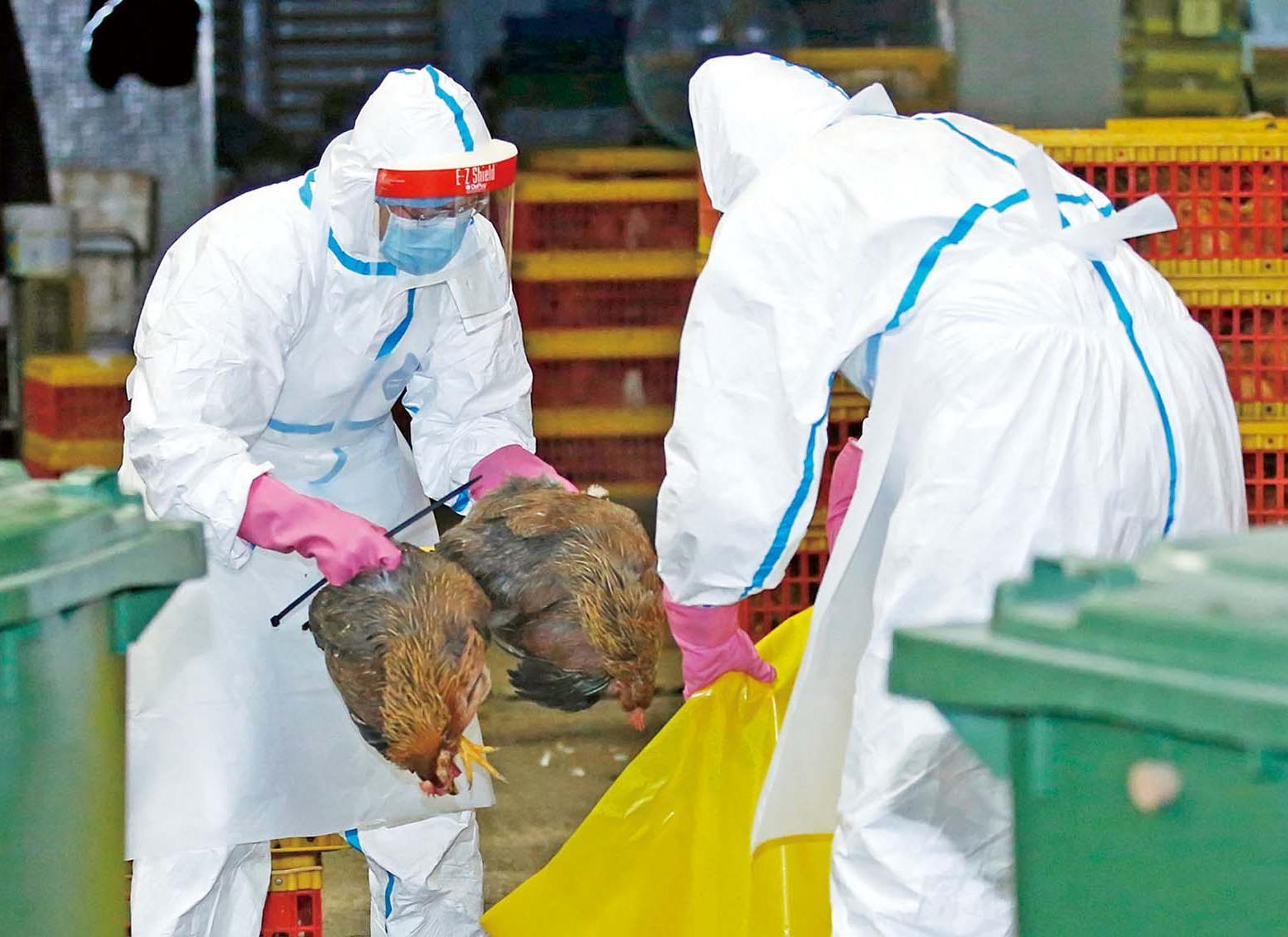 議員促人禽分隔杜絕感染