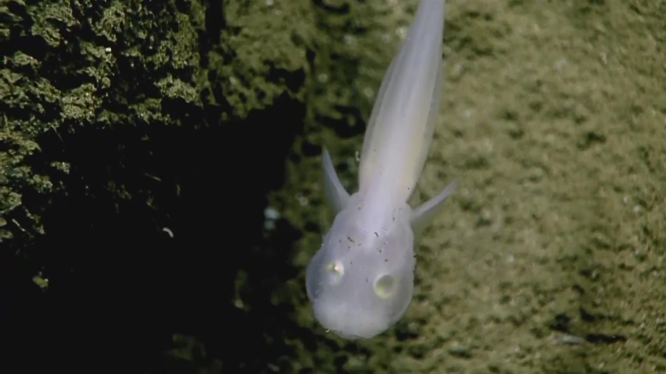 專家2,500米深海發現「鬼魚」