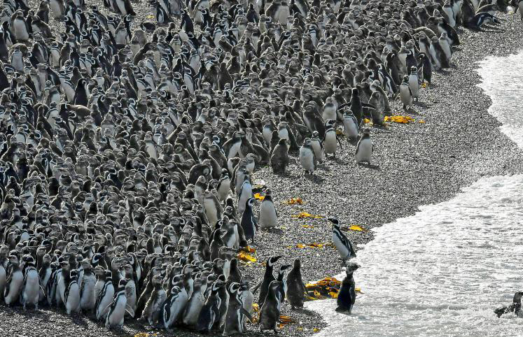 ​逾百萬隻企鵝阿根廷海灘繁殖