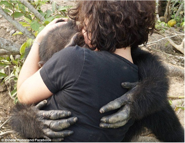 黑猩猩三年後擁抱人類