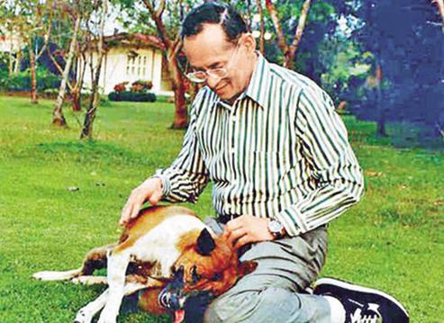 泰漢侮辱泰王寵物