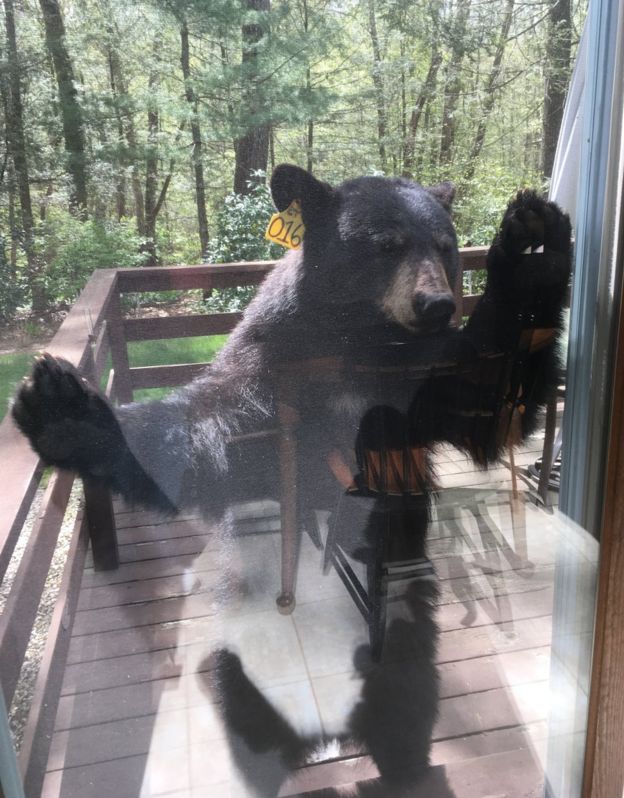 黑熊：我又要食！