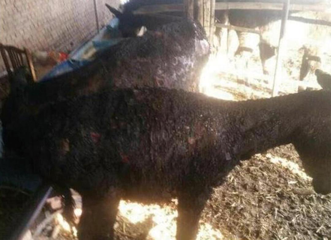 八頭毛驢嚴重燒傷