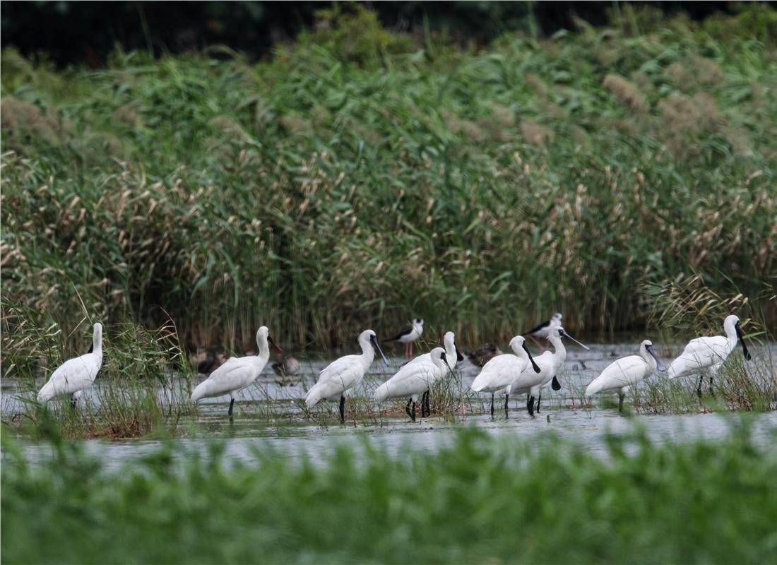 龍環葡韻五幢樓驚艷氹仔