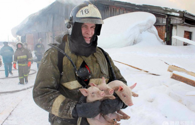 消防員勇救150隻豬