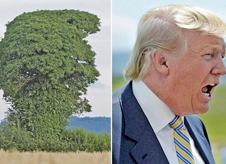 網友：樹比較帥