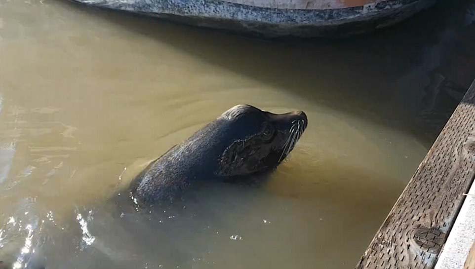 野生海獅突發難拖其落水