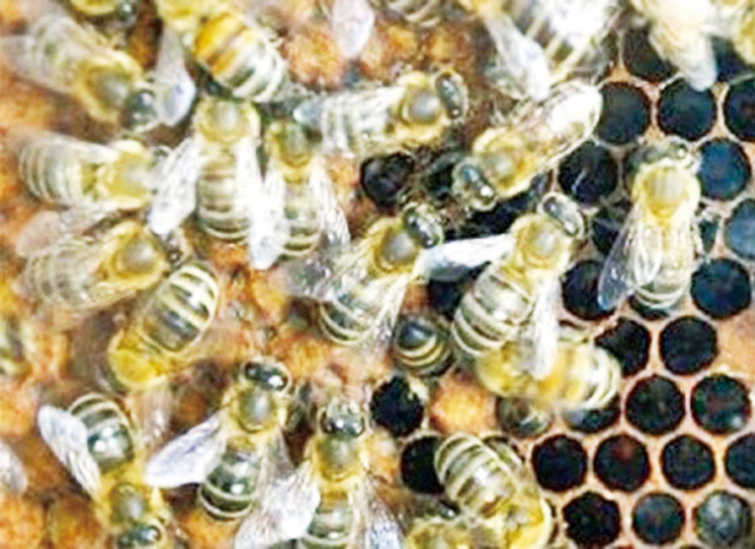 誤殺上百萬隻蜜蜂