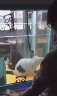 貓咪驚恐：唔好夾我
