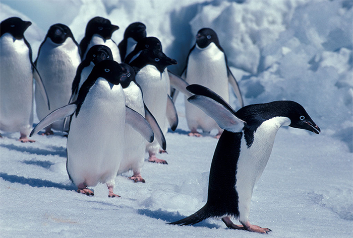 15萬小企鵝無法覓食死亡