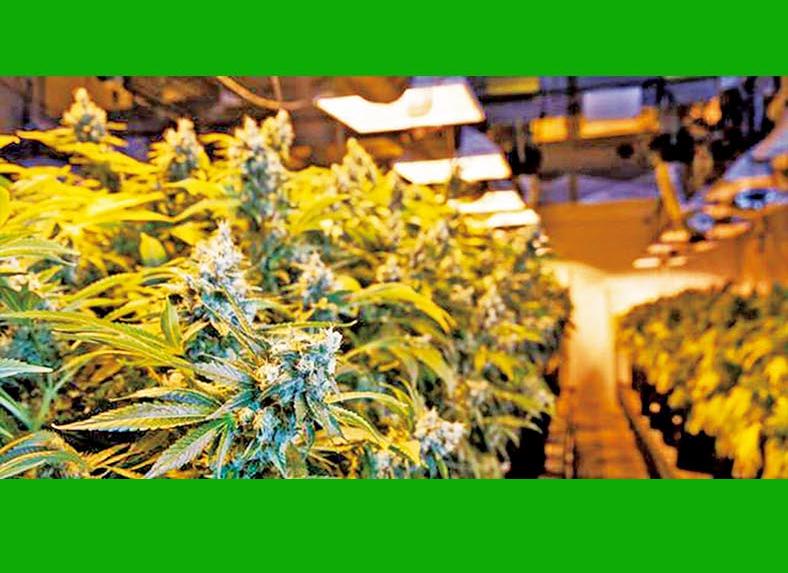 微軟進軍大麻業