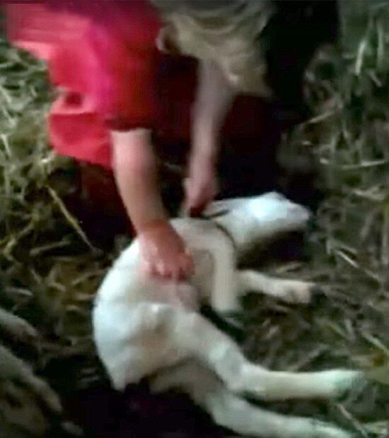 英三歲女幫母羊接生紅爆網