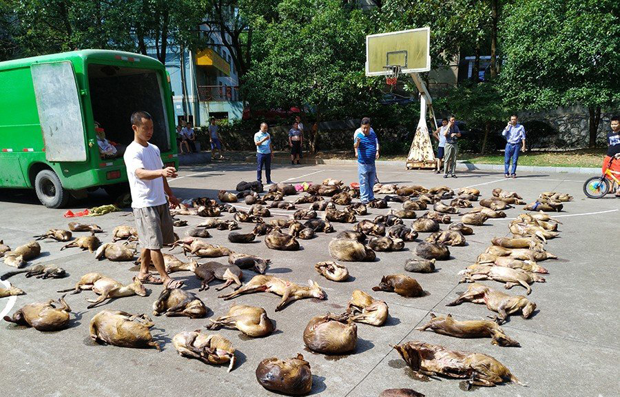 湖南查獲114隻野生動物屍體