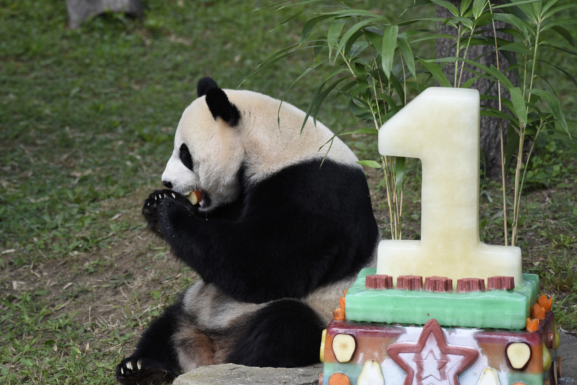 美華府熊貓「貝貝」一歲生日