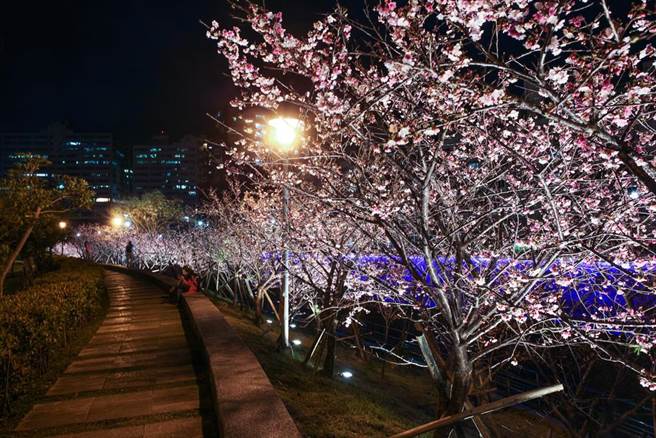 日本居民抗議中止夜櫻點燈