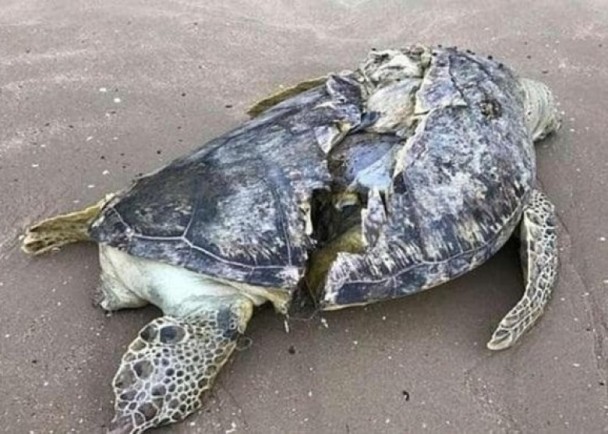 新加坡瀕危海龜慘死