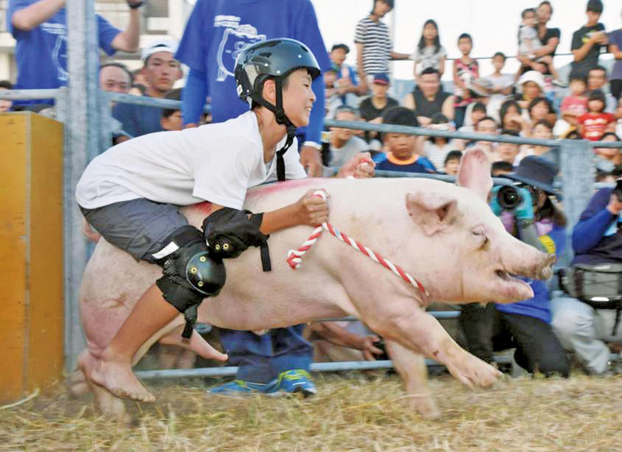 日本騎豬競賽叫停
