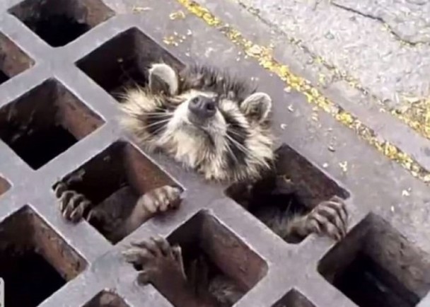 楚楚可憐待救援