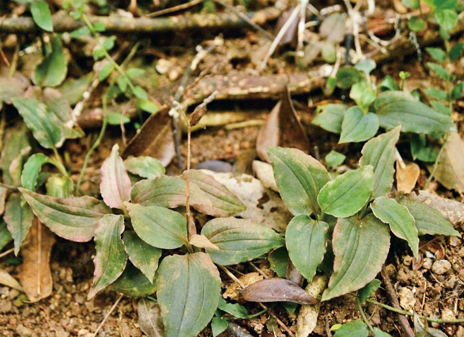 民署邀內地專家舉行講座