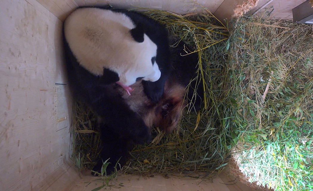 ​旅奧大熊貓產下第四胎
