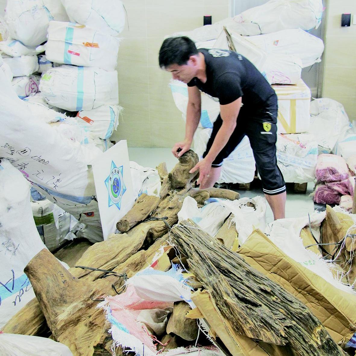 前年緝獲逾億元沉香木