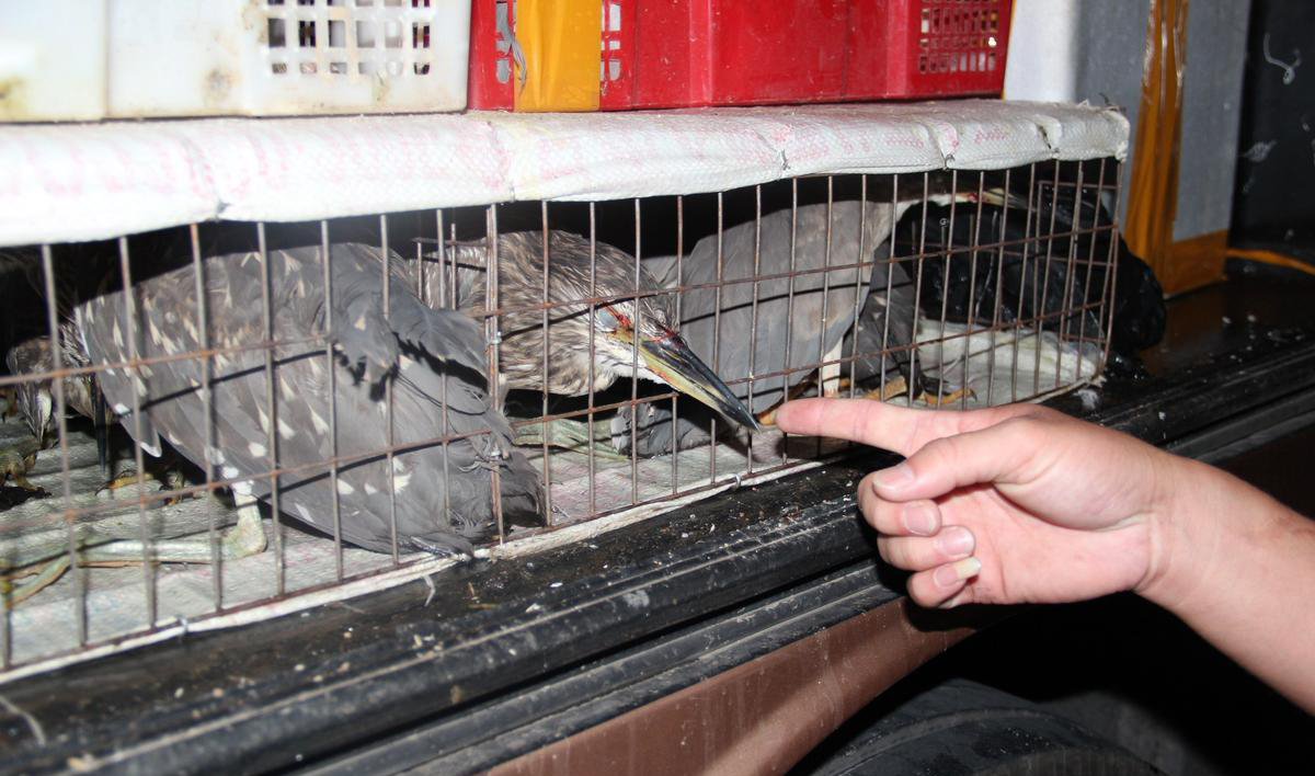312隻省重點保護動物野生夜鷺