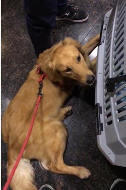 愛犬被打致「千瘡百孔」