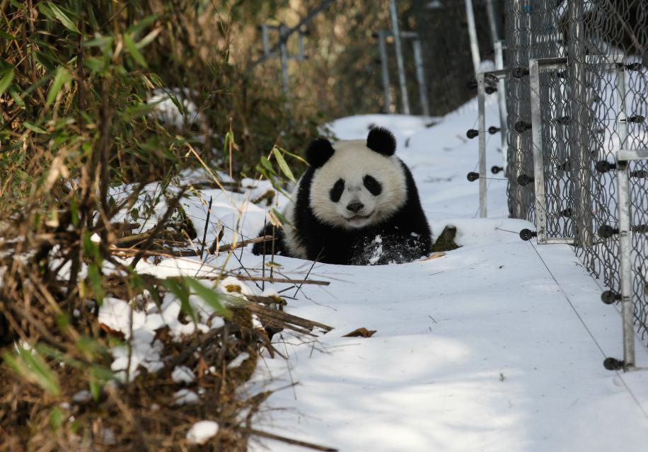 四川兩大熊貓下月將放歸自然