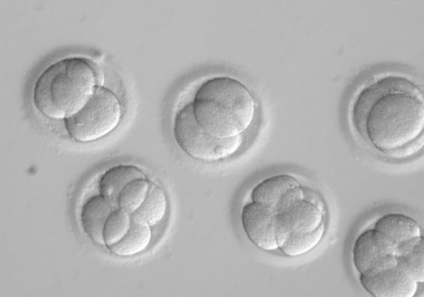 美韓科學家「治癒」胚胎遺傳病