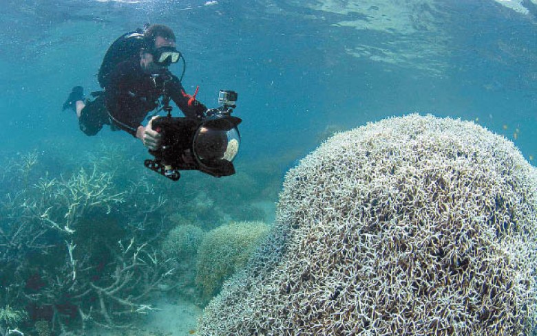 大堡礁三成珊瑚死亡