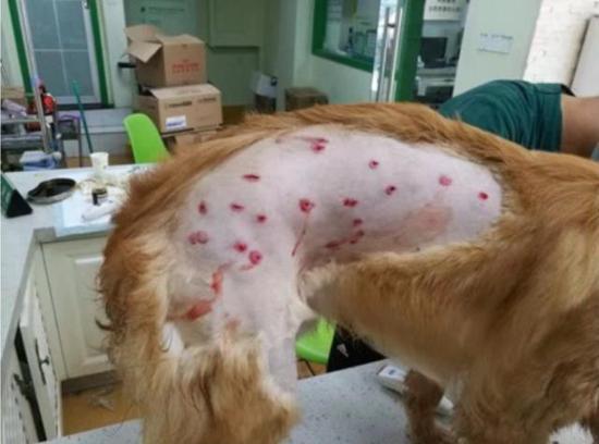 愛犬被打致「千瘡百孔」