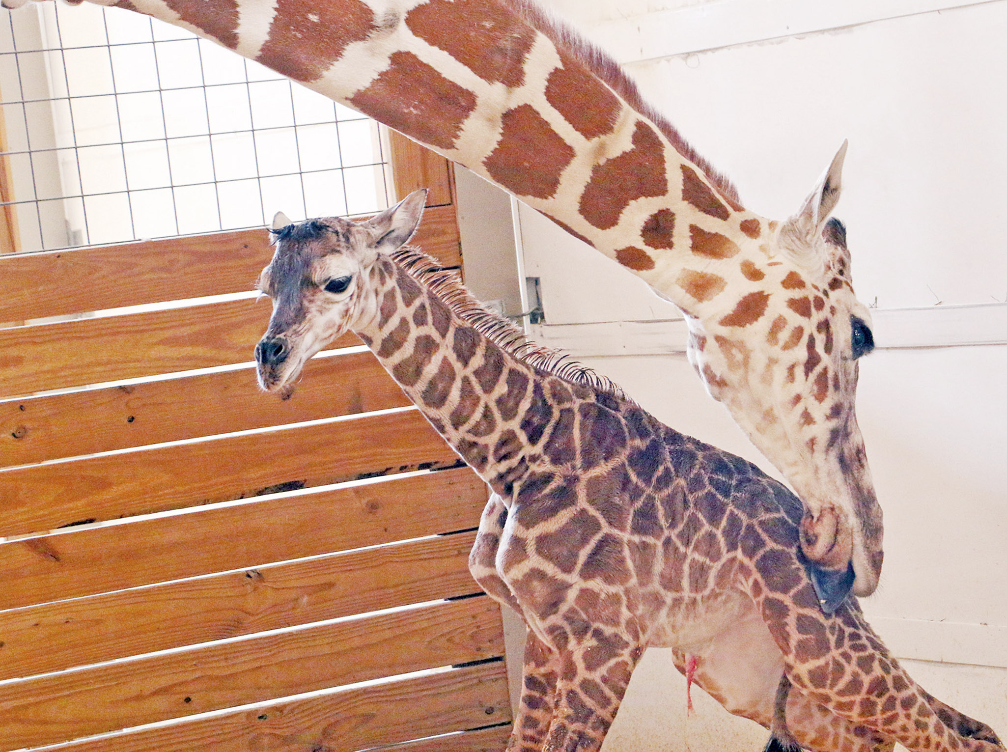 成美動物園吸錢金蛋